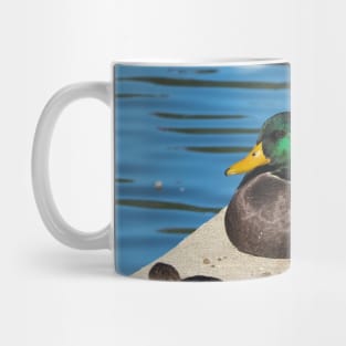 Male Mallard Duck Resting By The Pond Mug